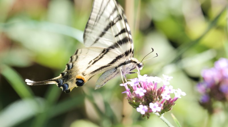 PAPILLON. FLAMBE sur verveine de Buenos Aires. Jardin. LISE JALOUX